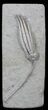 Scytalocrinus Decadactylus Crinoid With Stem - Indiana #29398-1